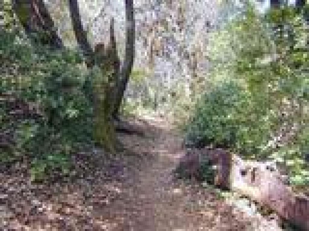 Path to the top