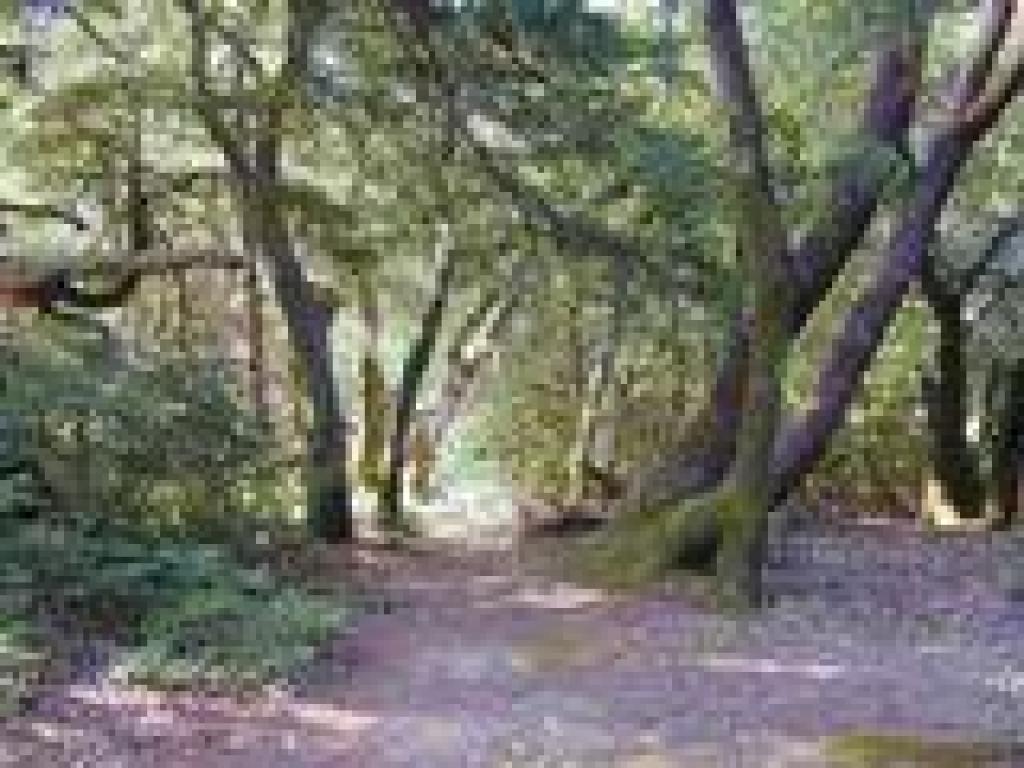 Back on Pilot Knob Trail
