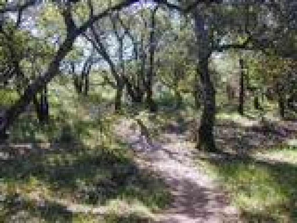Oaks along the trail