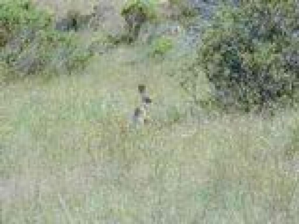 Jackrabbit