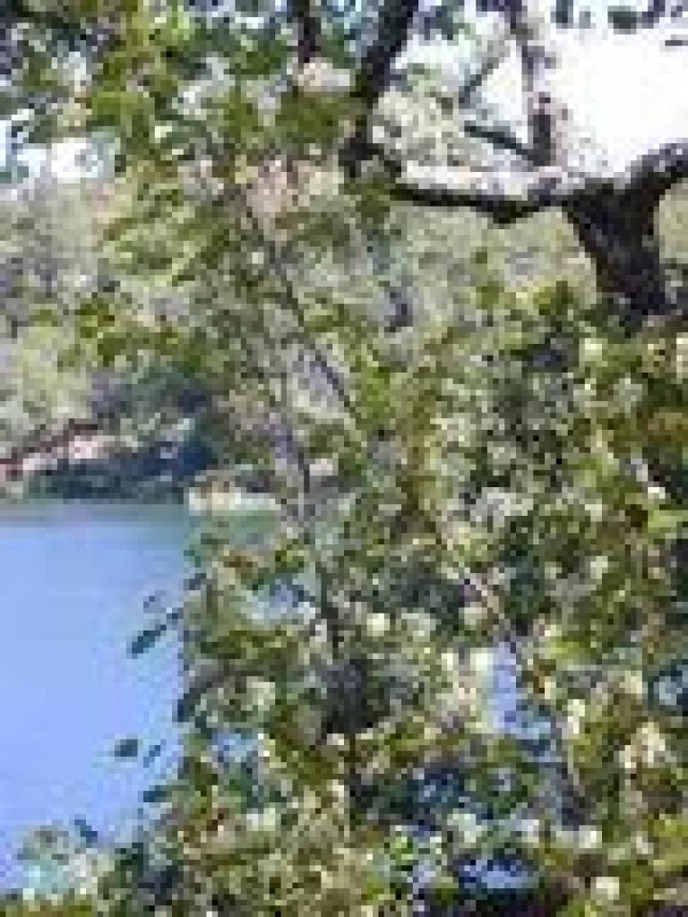 Serviceberry
