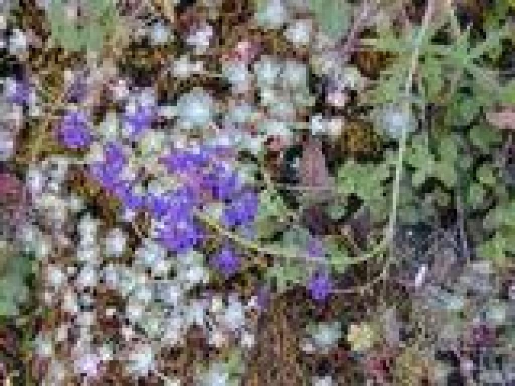 Larkspur