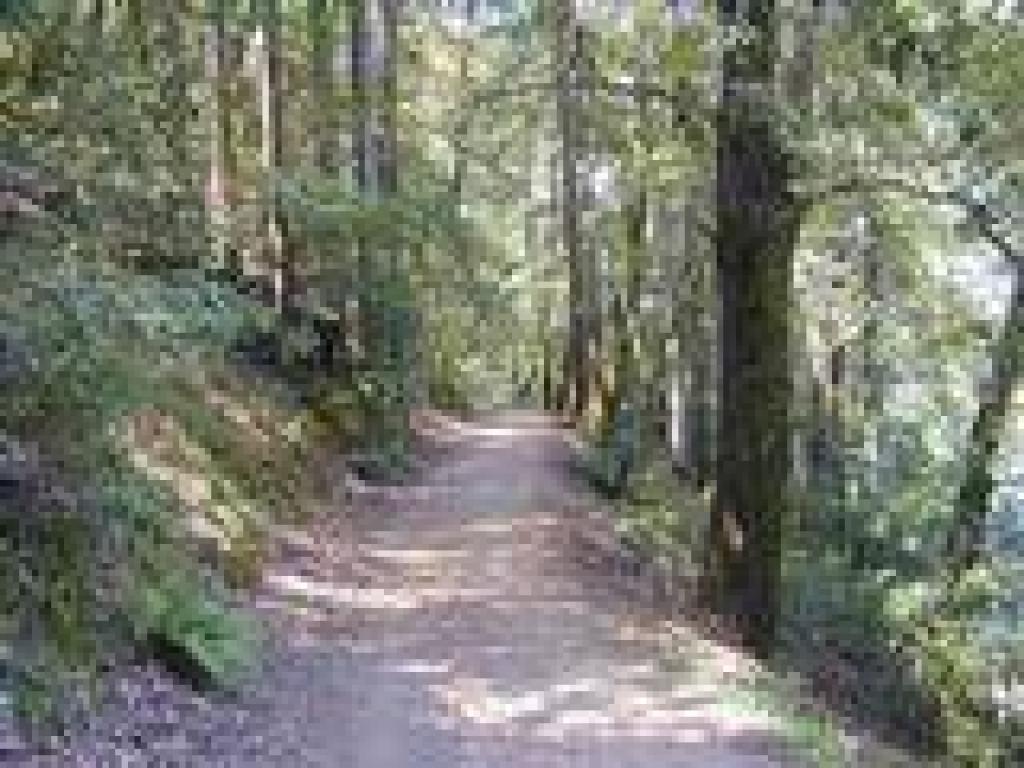 Lagunitas Fire Road