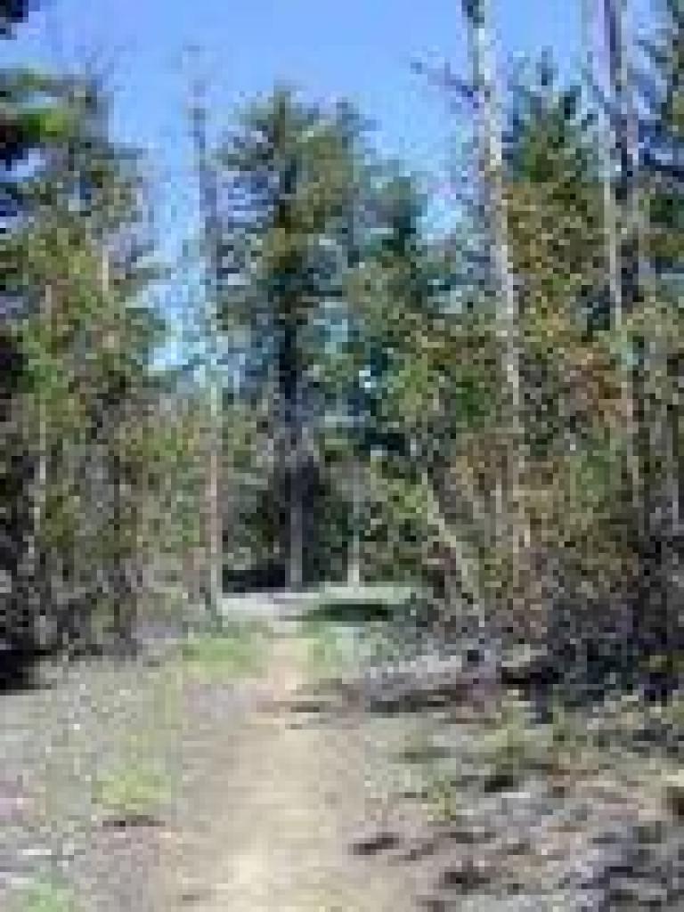 Trail