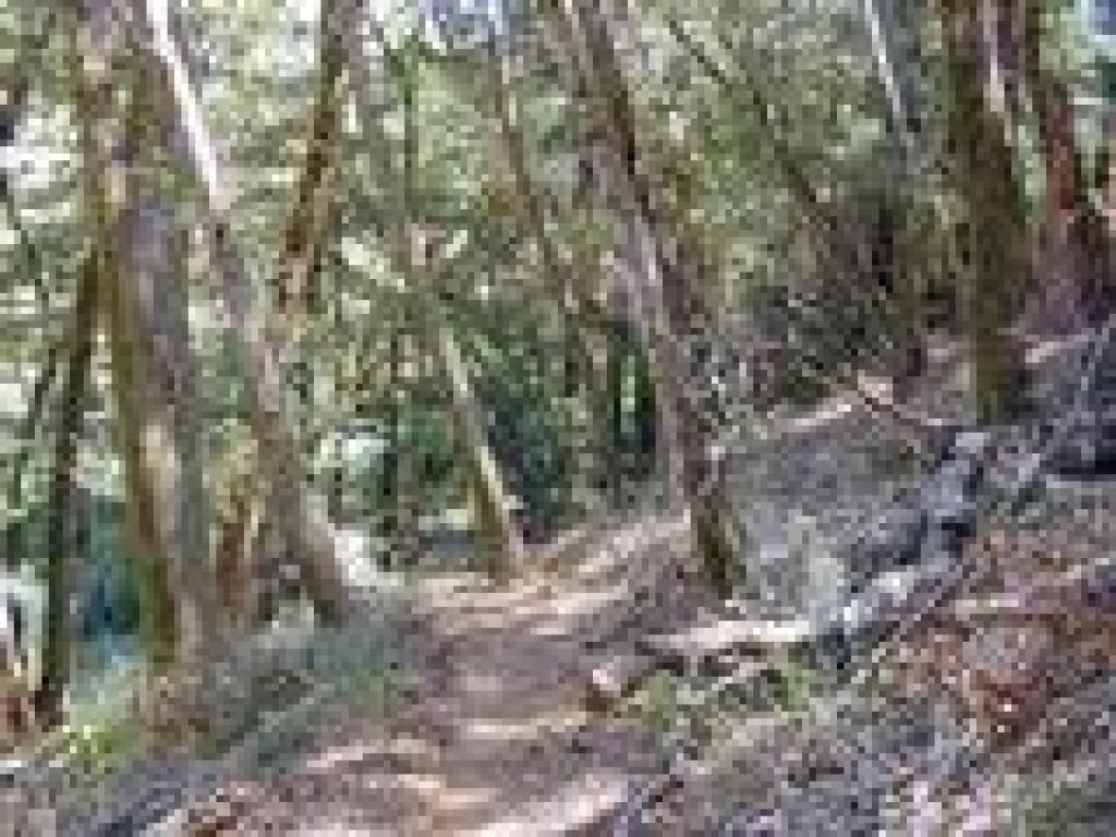 Brief wooded stretch