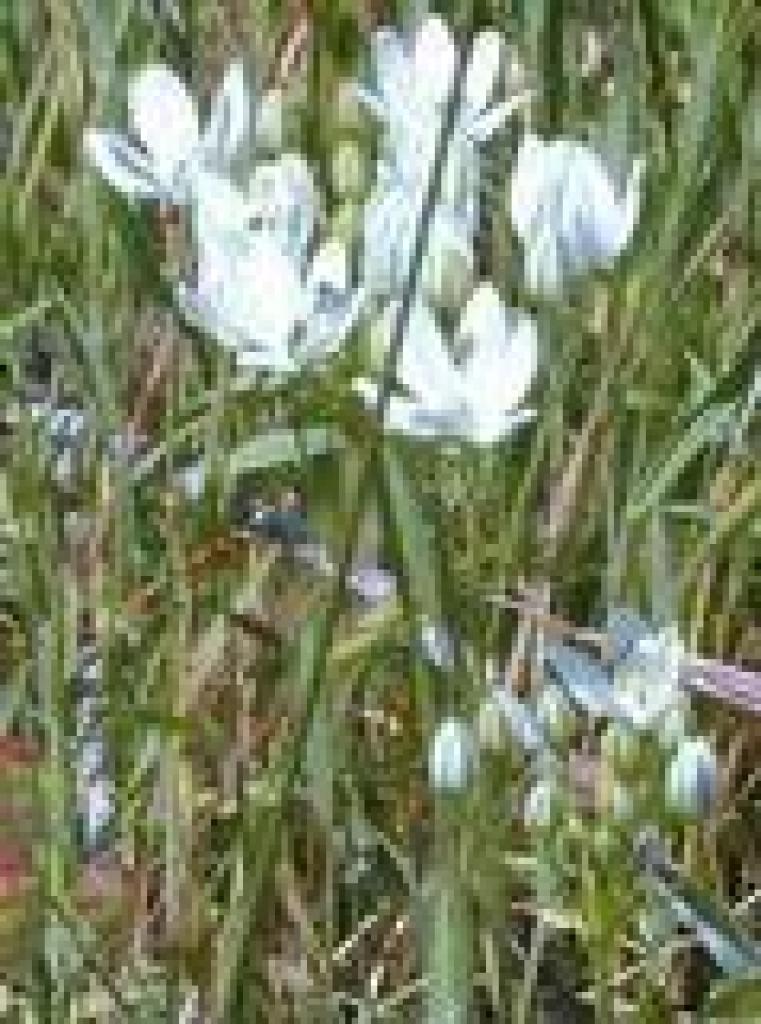 White brodiaea