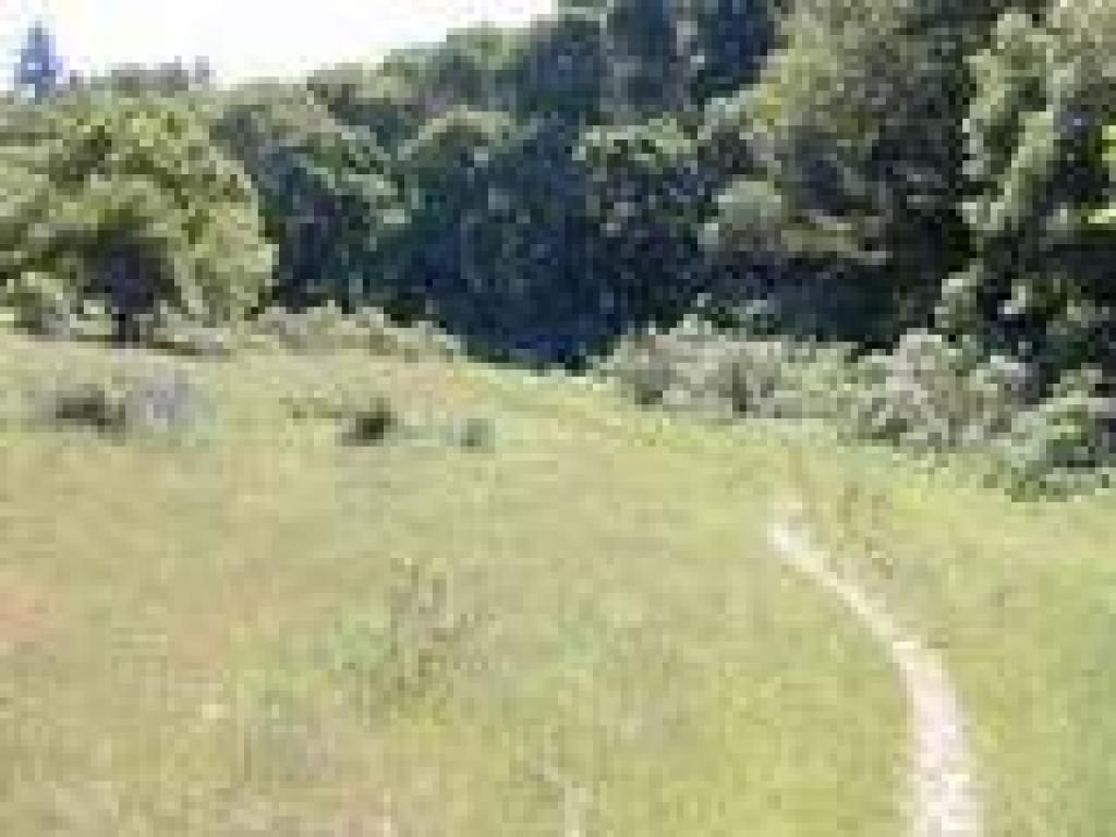 Madrone Trail