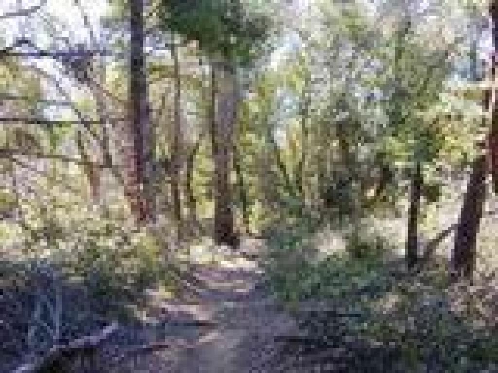 Pumpkin Ridge Trail