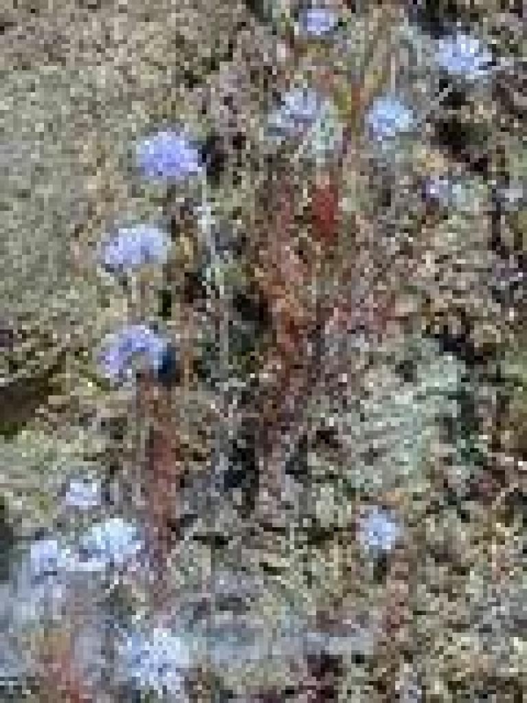 Unknown flower
