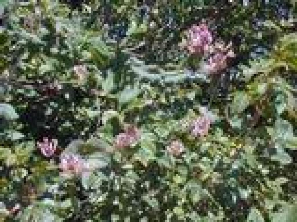 Honeysuckle