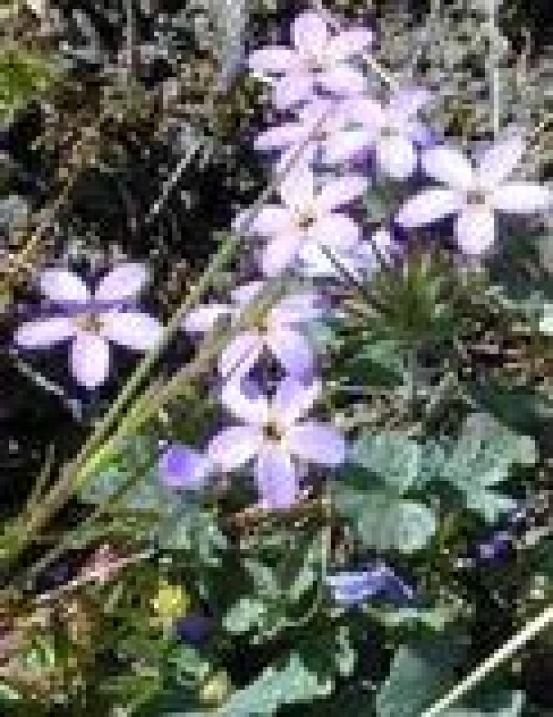 Linanthus