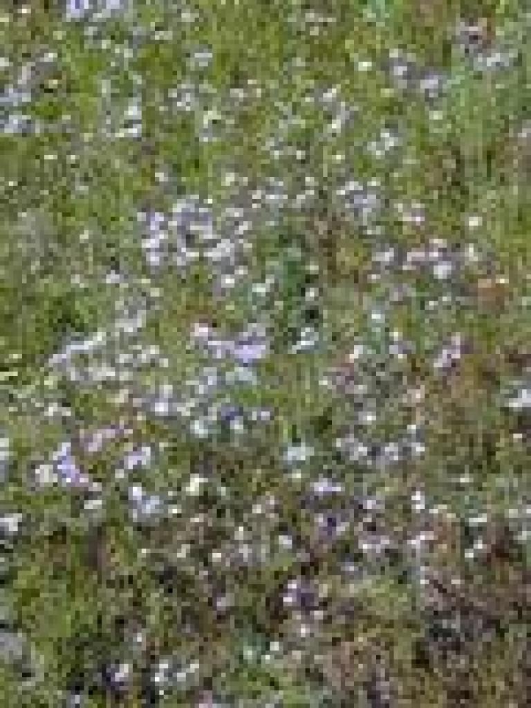 Linanthus