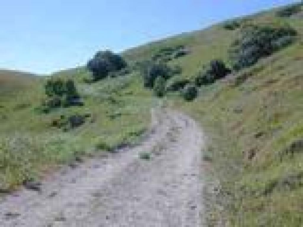A few trees on the sides of the trail