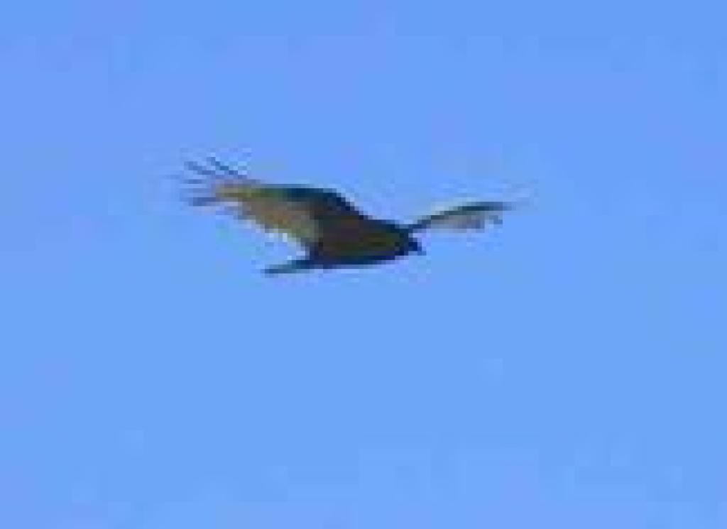 Vulture
