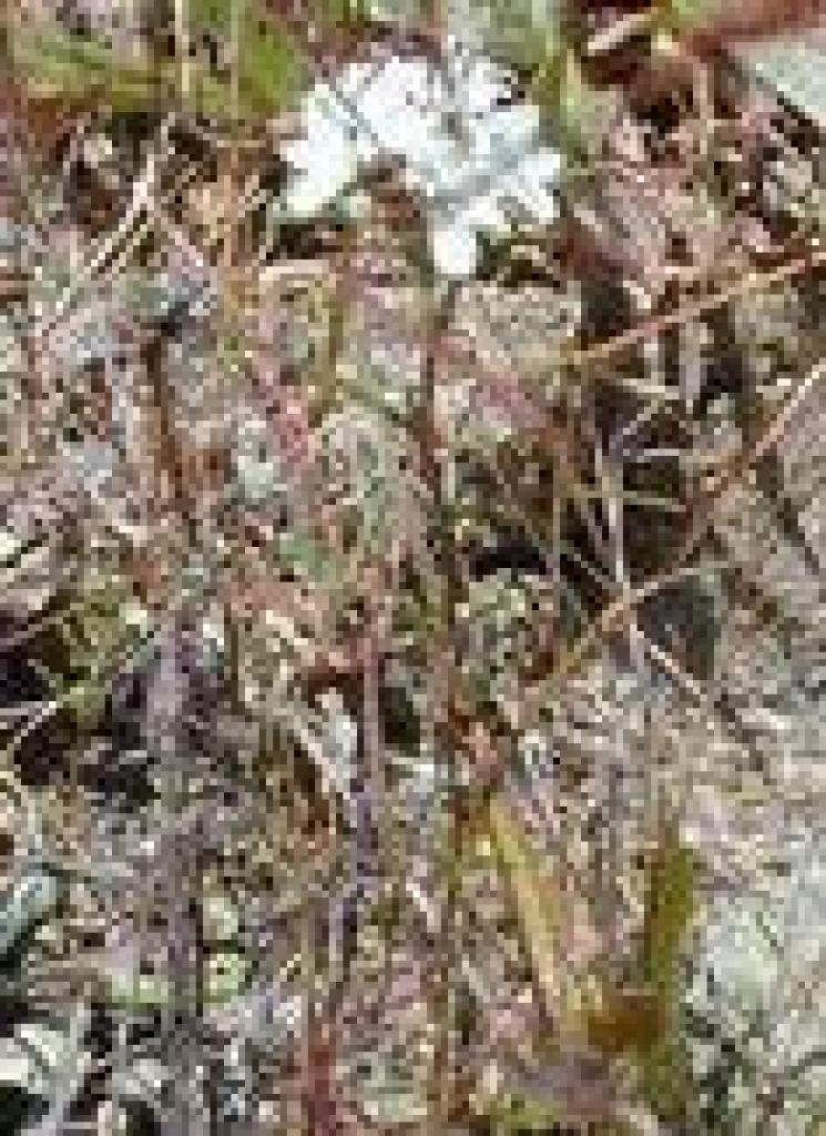 Unknown flower