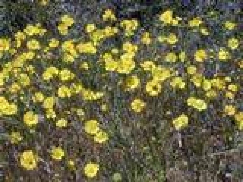 Tarweed