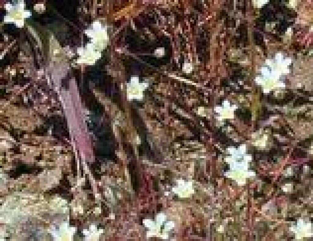 Douglas' sandwort
