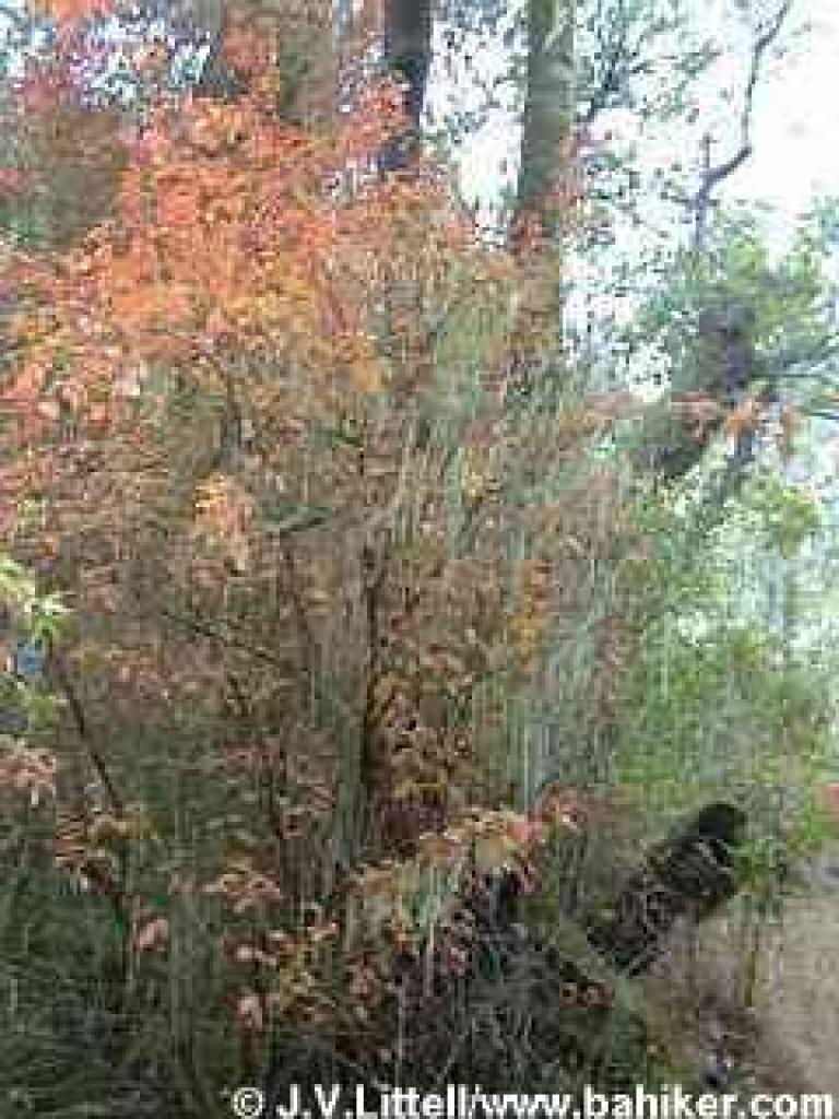 Poison oak photo