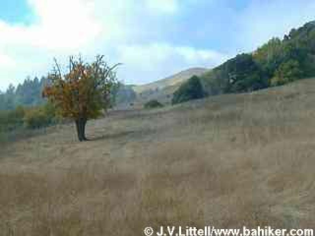 Photo of a pear tree