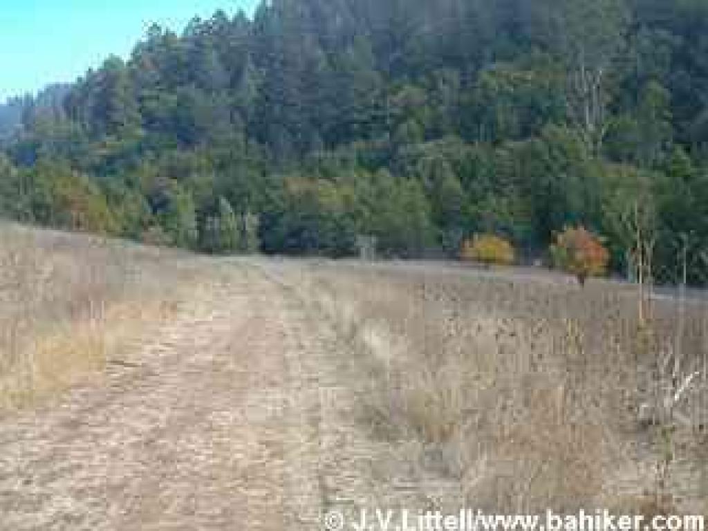 Photo of a meadow punctuated with pear trees