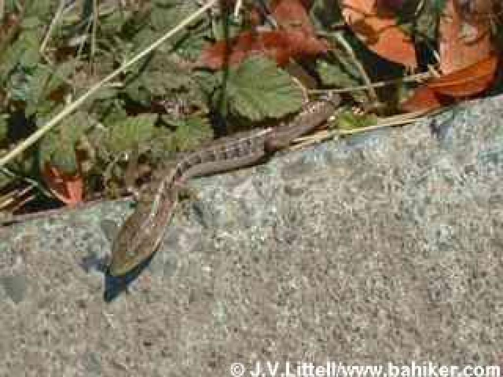 Skink