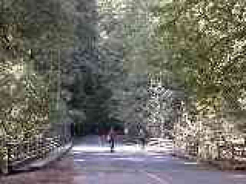 Bridge