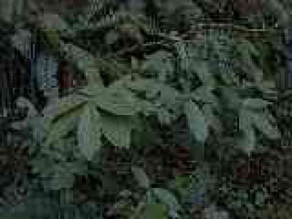 Tanoak