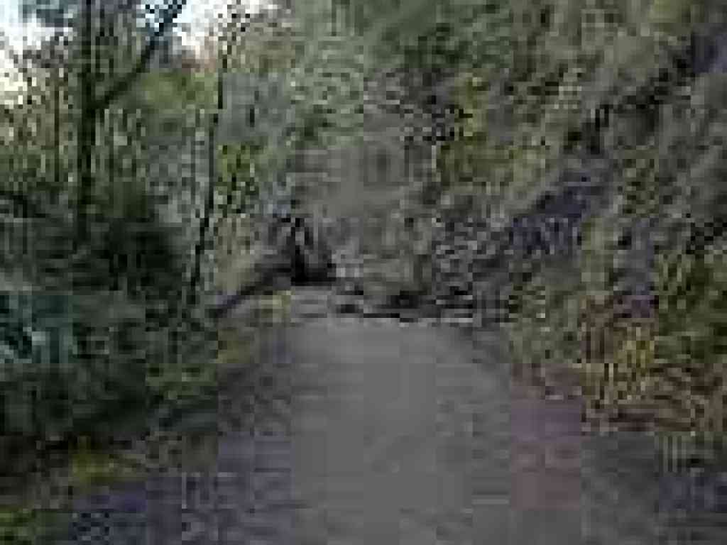 Fallen tree on trail