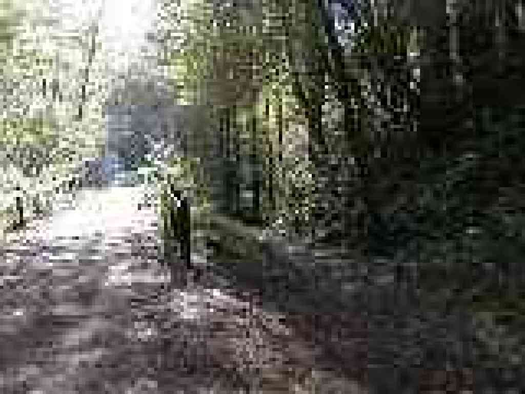 Junction with other end of Pioneer Tree Trail