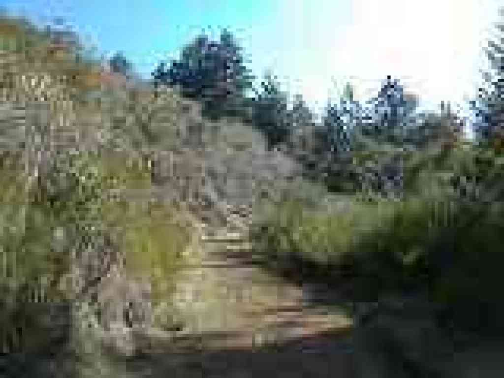 Broom-lined trail