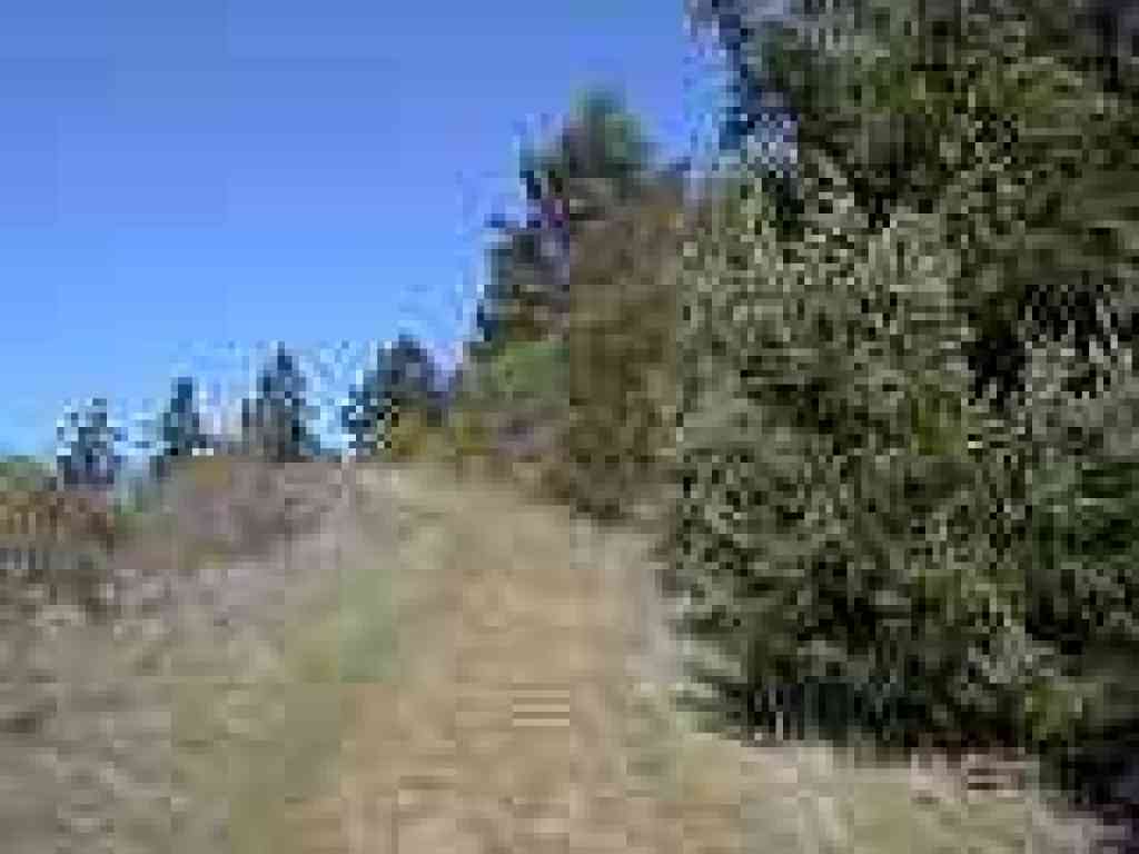 Douglas firs line the trail