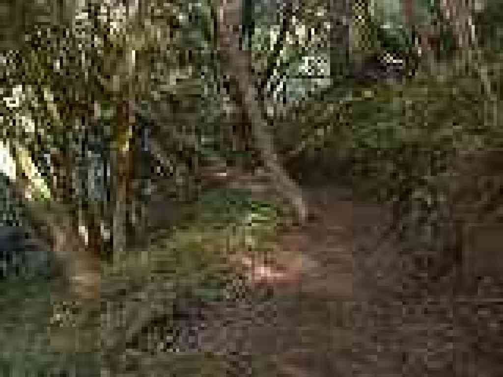 Into the woods