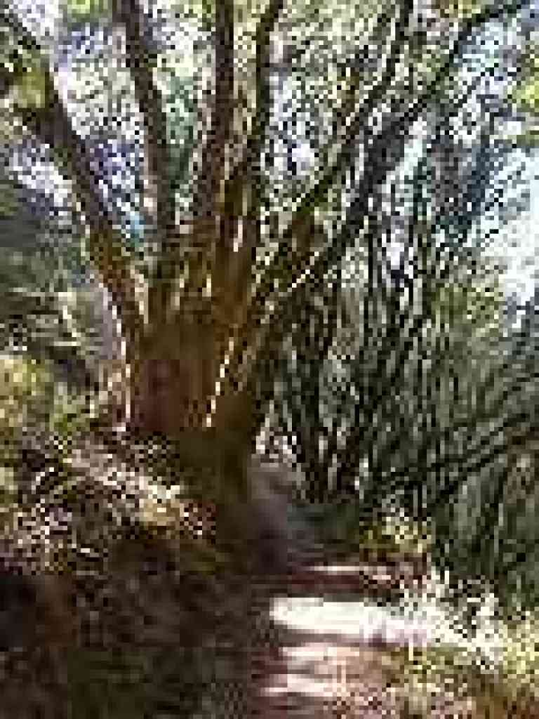 Many limbed California bay