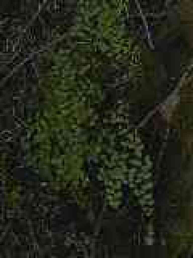 Maidenhair fern