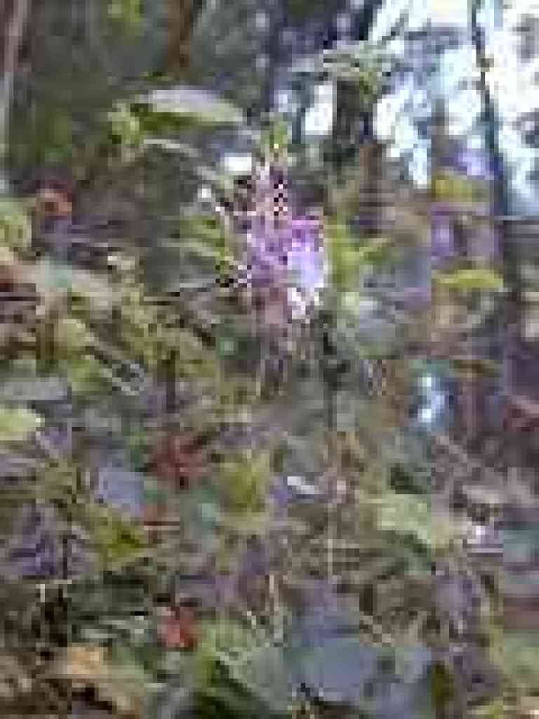 Flowering currant
