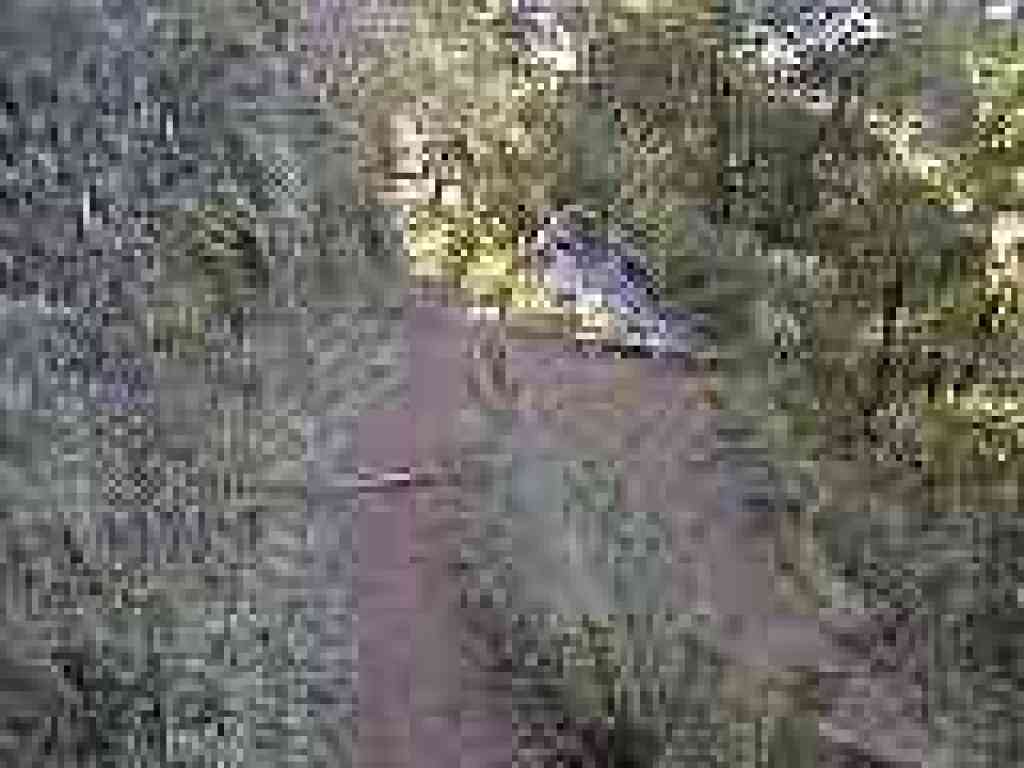 Junction with path to Stairstep Falls