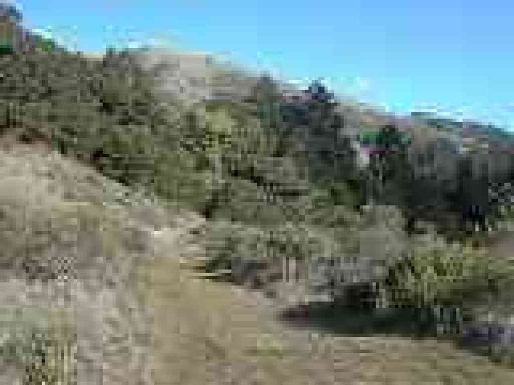 Trail heads under tree cover
