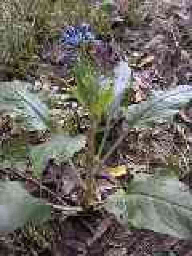 Hound's Tongue