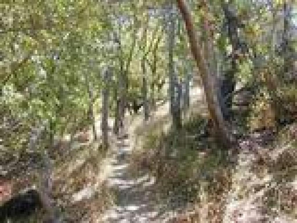 Woods