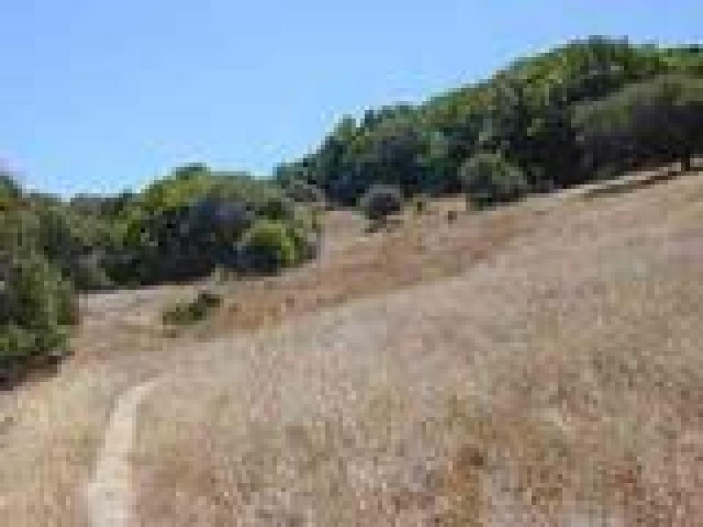Grassland