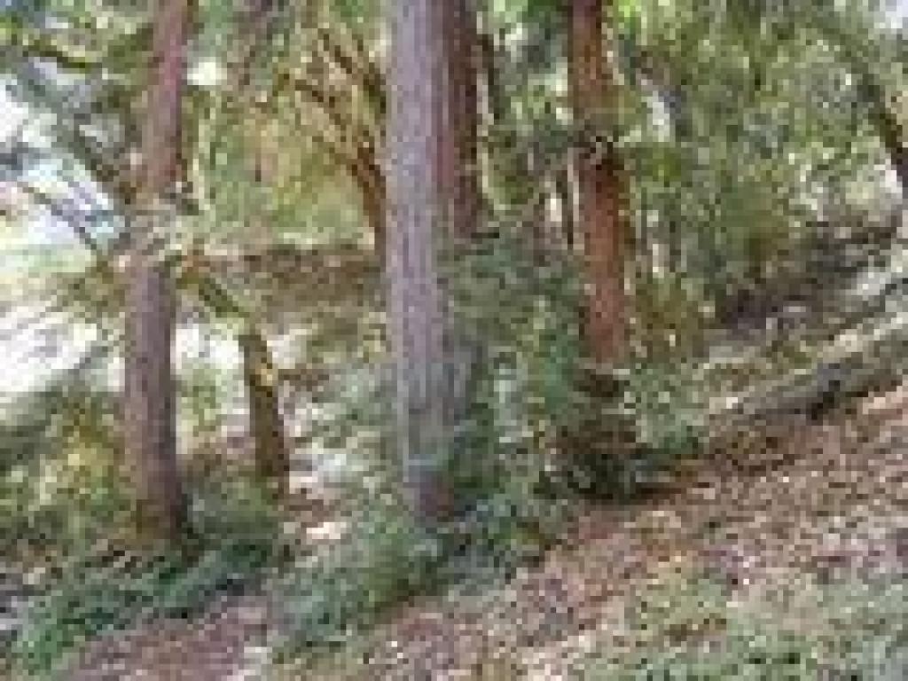 Pocket of redwoods