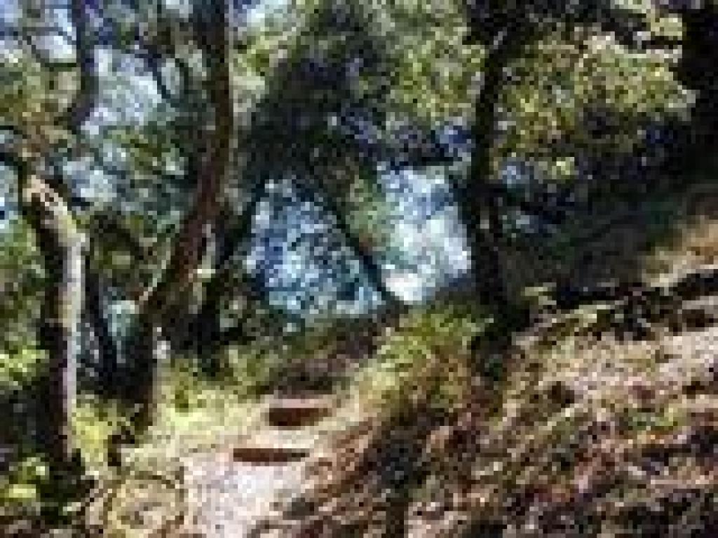 Steps