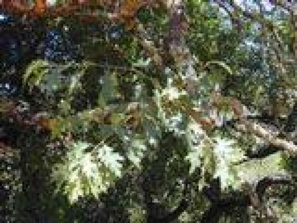 Black oak
