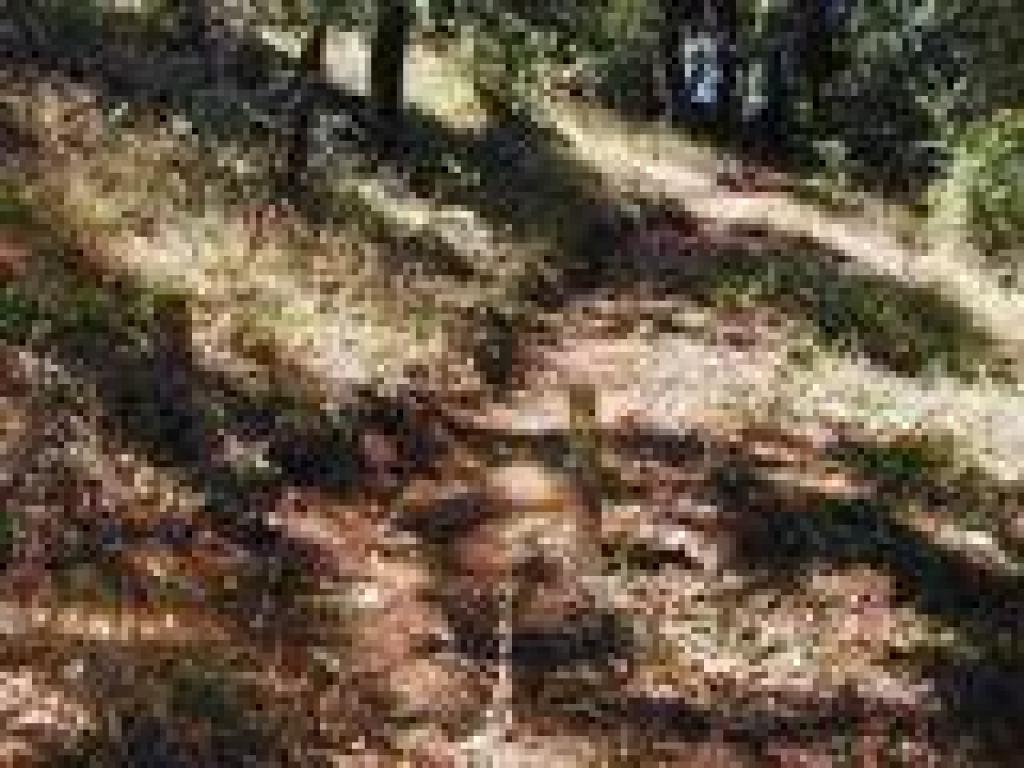 New trail