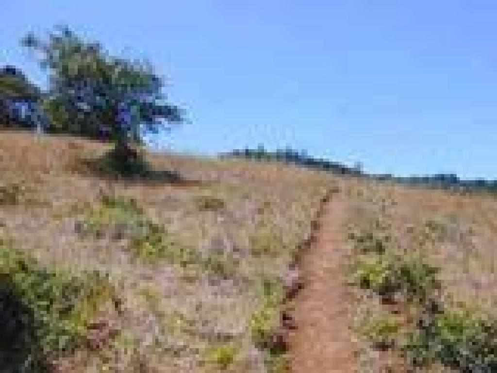 Grassland
