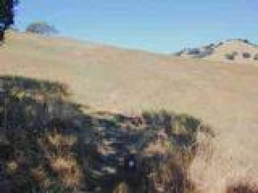 Arrow points through the grassland