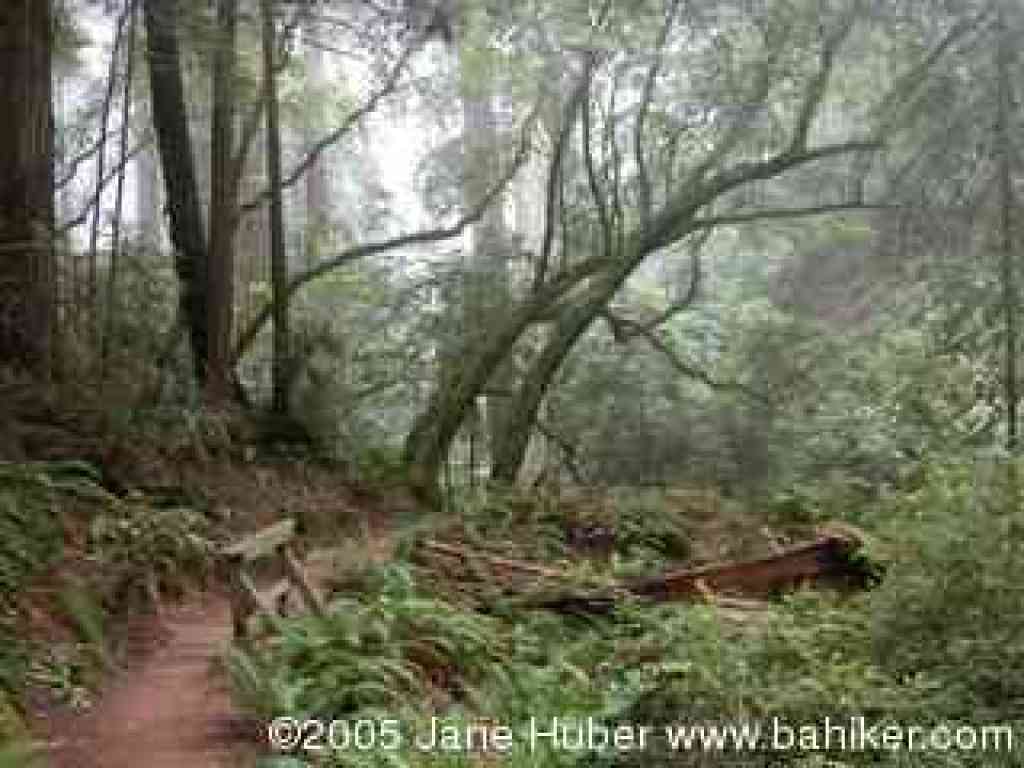 Steep Ravine Trail