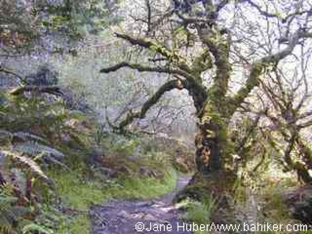 Lower reaches of Dipsea