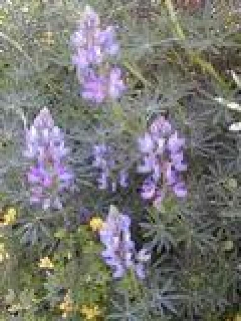 Lupine