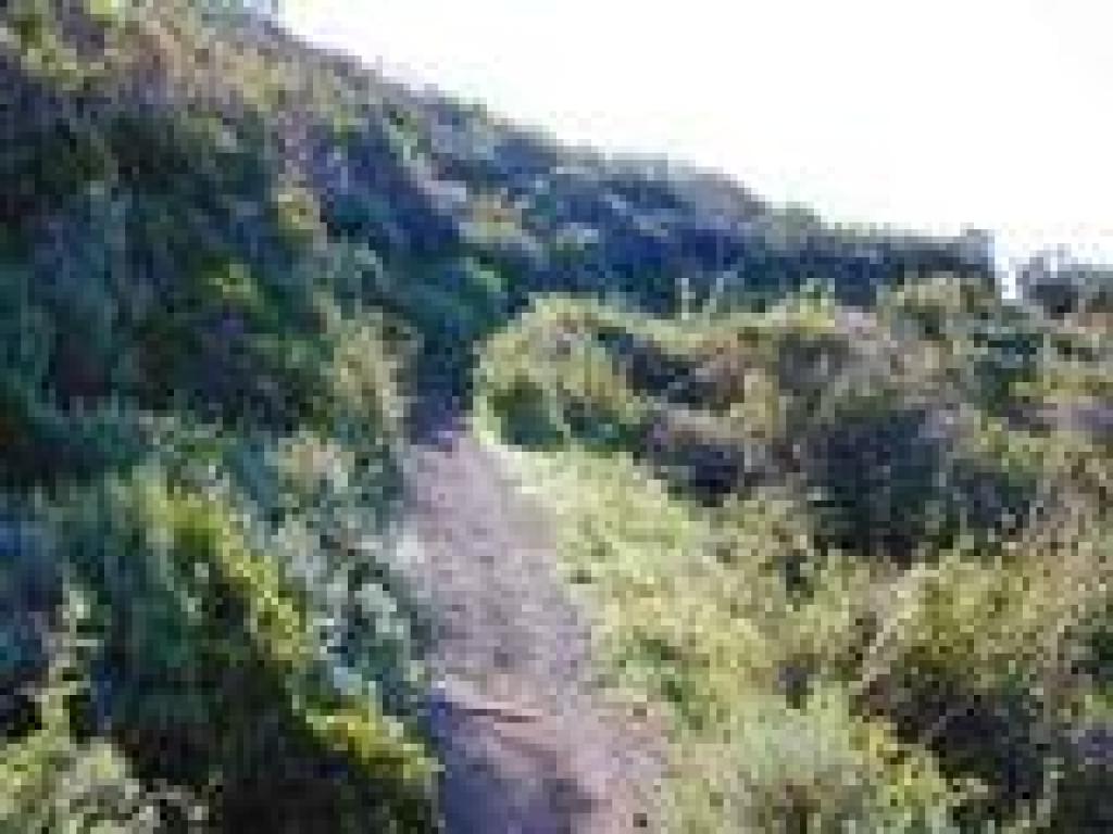 Chaparral